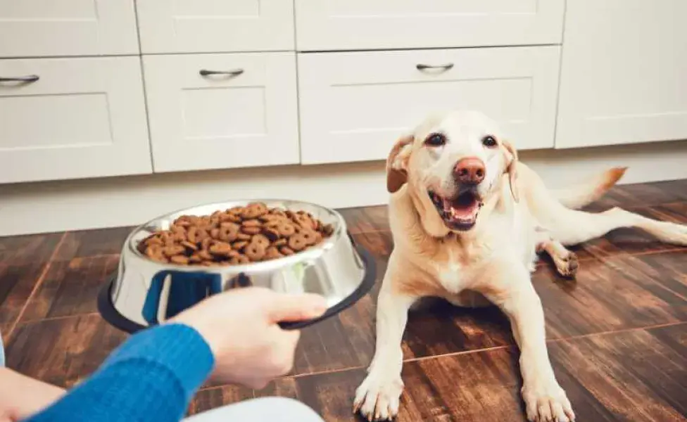 perro sonriendo por su plato de croquetas. Foto: Envato/Chalabala