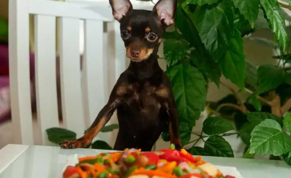 perro con sus verduras. Foto: Envato/bodenchuknata