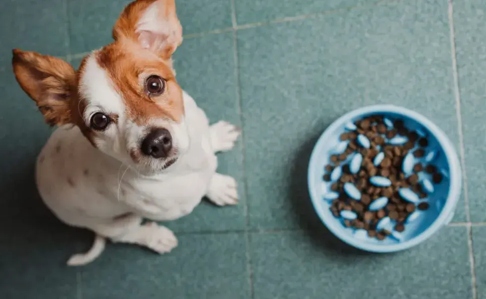 Permite que tu perro descanse al menos una hora después de las comidas