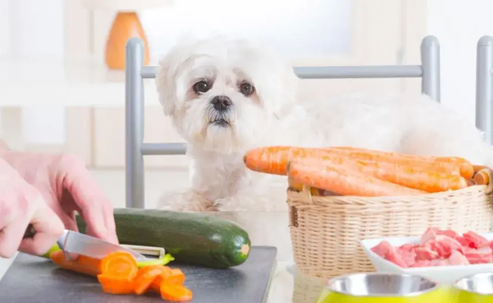 Es importante también evitar darle a tu perro sobras de la mesa y limitar las golosinas.