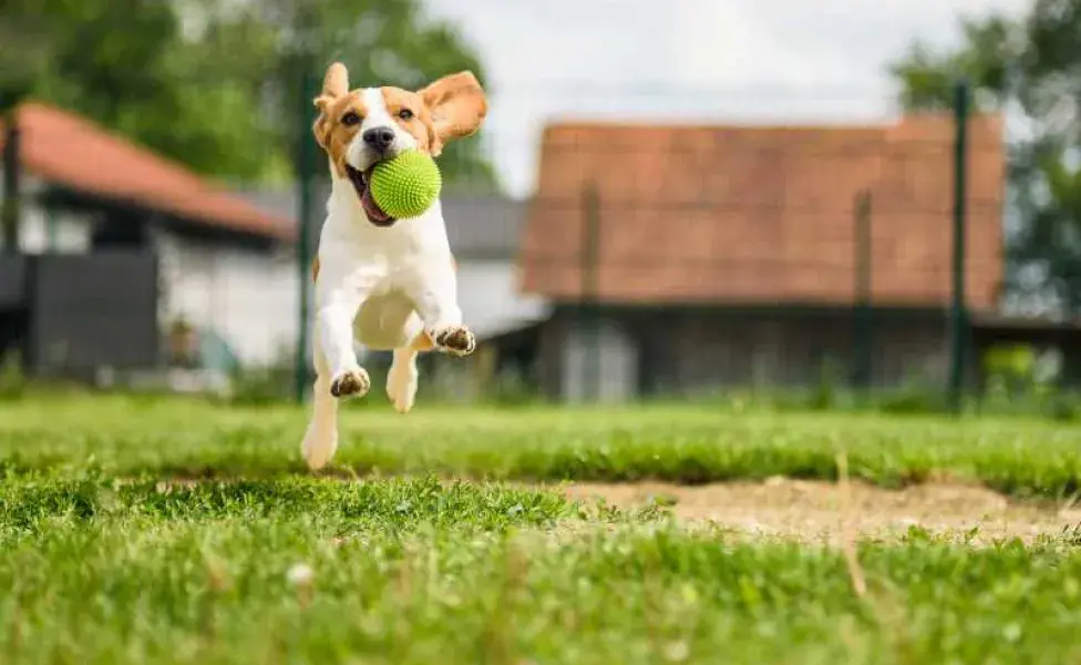 perro corriendo por su pelota. Foto: Envato/ IciakPhotos