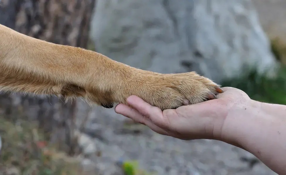 Al volver a casa, limpia sus patas con un paño húmedo y tibio.