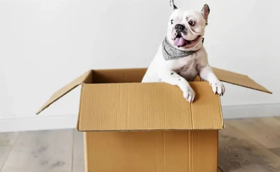 Cubrir la caja con una manta puede ayudar a amortiguar el sonido.