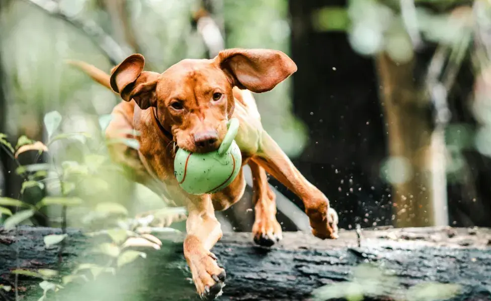 Los paseos no solo son ejercicio, también estimula al perro sensorialmente.