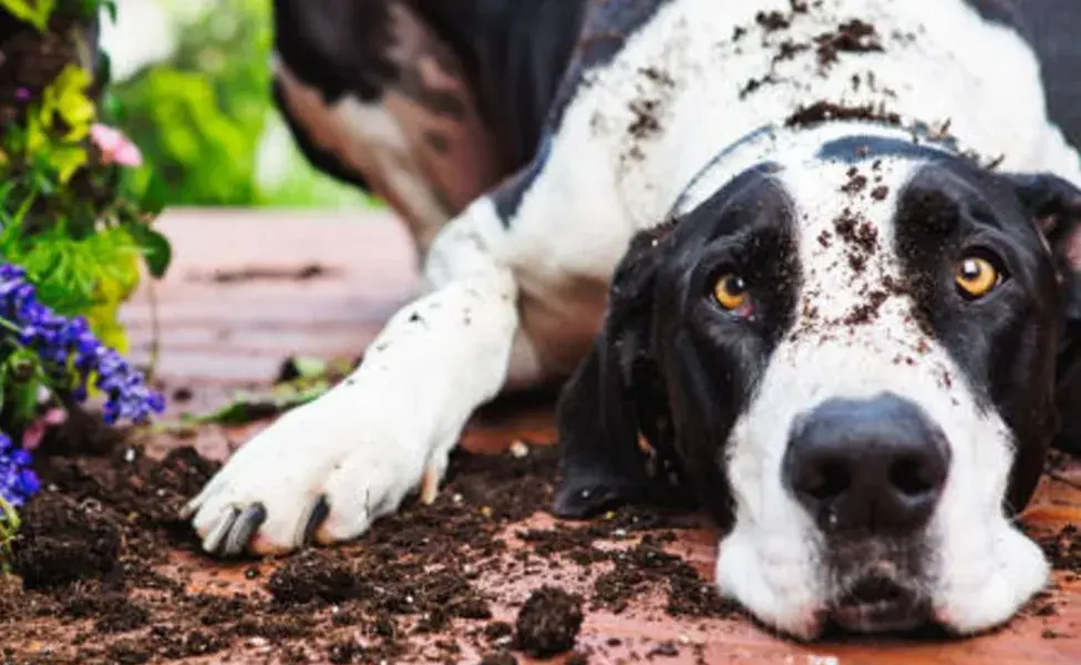 Uno de los motivos más comunes de la destrucción en los perros es la falta de ejercicio.