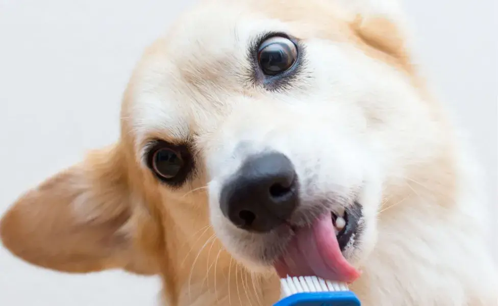 En caso de que el perro ya presente caries, el tratamiento dependerá de la gravedad del daño.