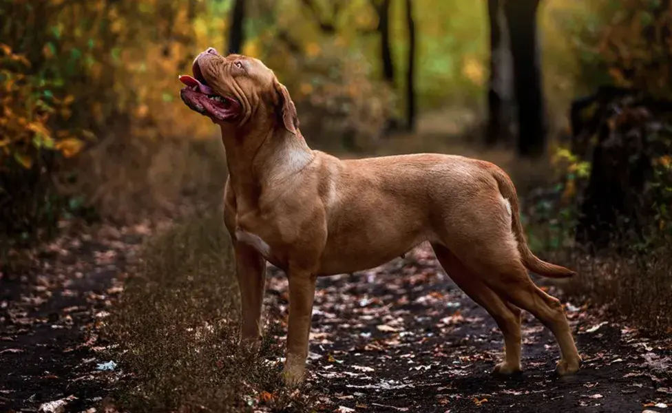 Un Dogo de Burdeos en el campo. Foto: X/AntonioAcuaPani