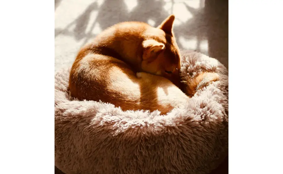 Perro dormido en forma de dona. Foto:Pexels/Stephen Am