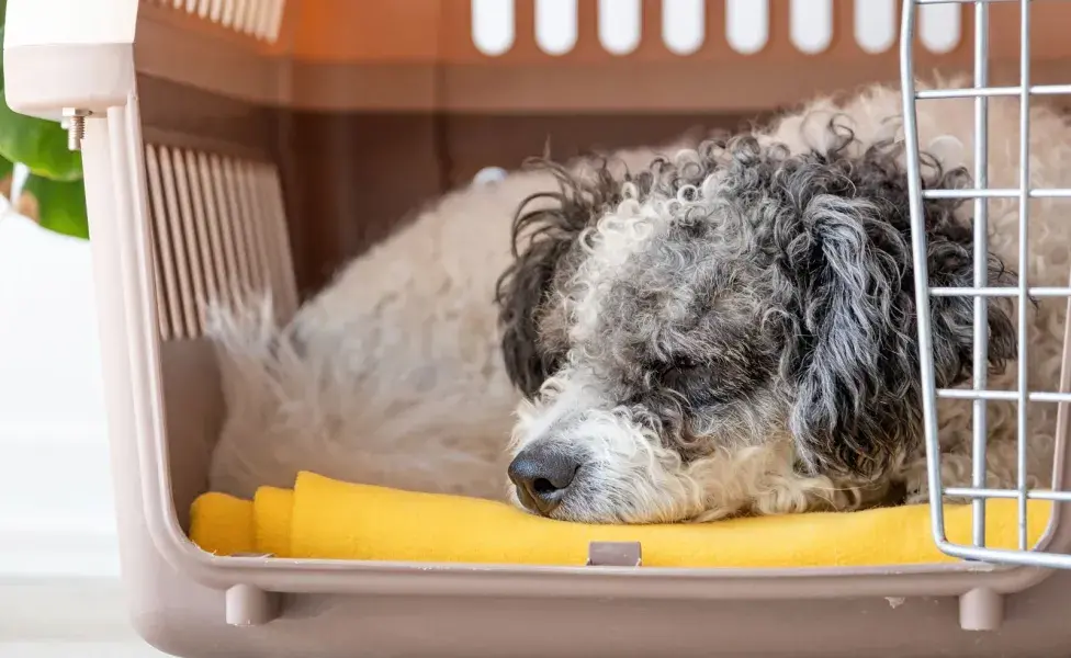 Mantener a un perro en una jaula por períodos prolongados puede llevar a problemas de salud.