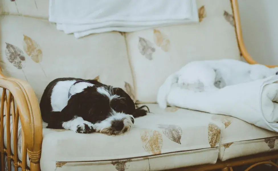 Los perros se revuelcan para marcar territorio con sus patas.