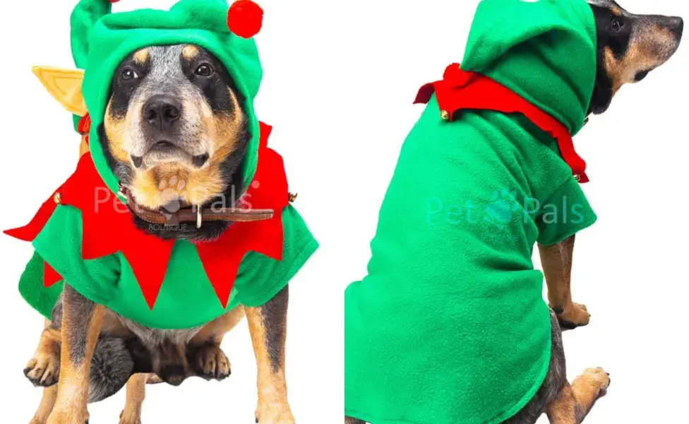 Perro vestido de duende navideño.