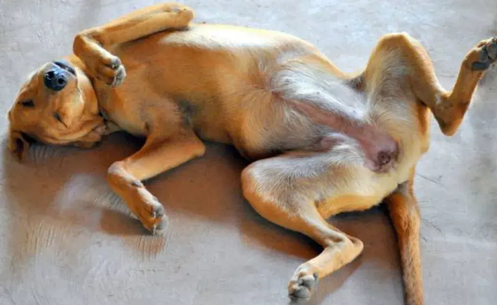 es normal que un perro duerma muchas horas al día