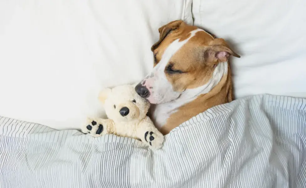 Si un perro duerme con la cabeza elevada sobre una almohada, podría estar tratando de facilitar su respiración