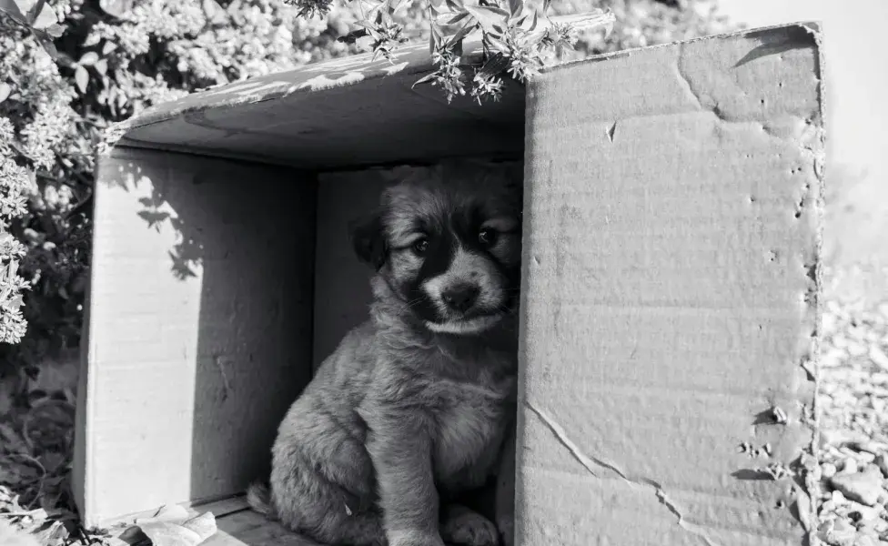 La mayoría de los perros de la calle tienen un problema de salud.