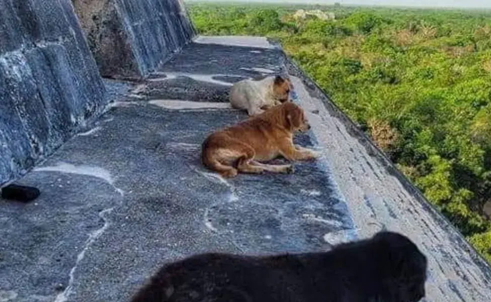 Los perros de Chichén Itzá desempeñan un papel significativo en el ecosistema local.