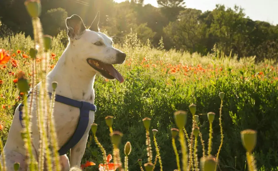 Cualquier cambio en la dieta de tu perro, consúltalo con tu veterinario. Foto: Pexels/Razvan Vilt