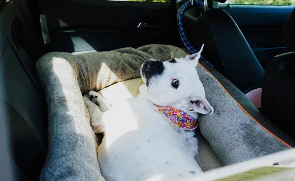 Algunas mascotas pueden sufrir estrés durante los viajes.