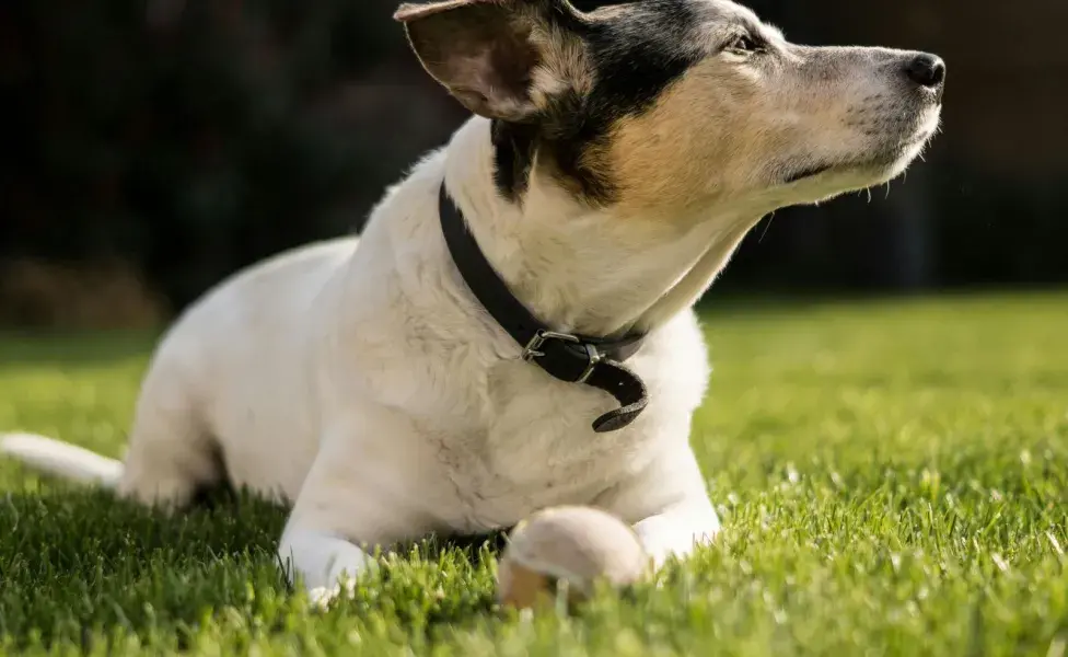 Si tu perro tiene un mal olor en la piel, pueden ser hongos.