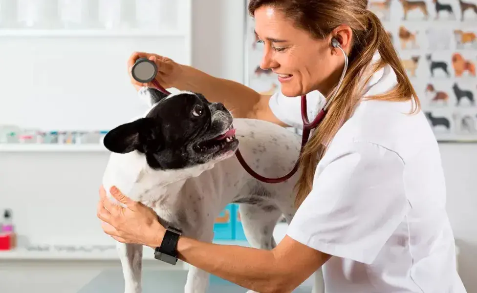 La consulta con un veterinario es esencial antes de hacer cualquier cambio en la dieta de una mascota.