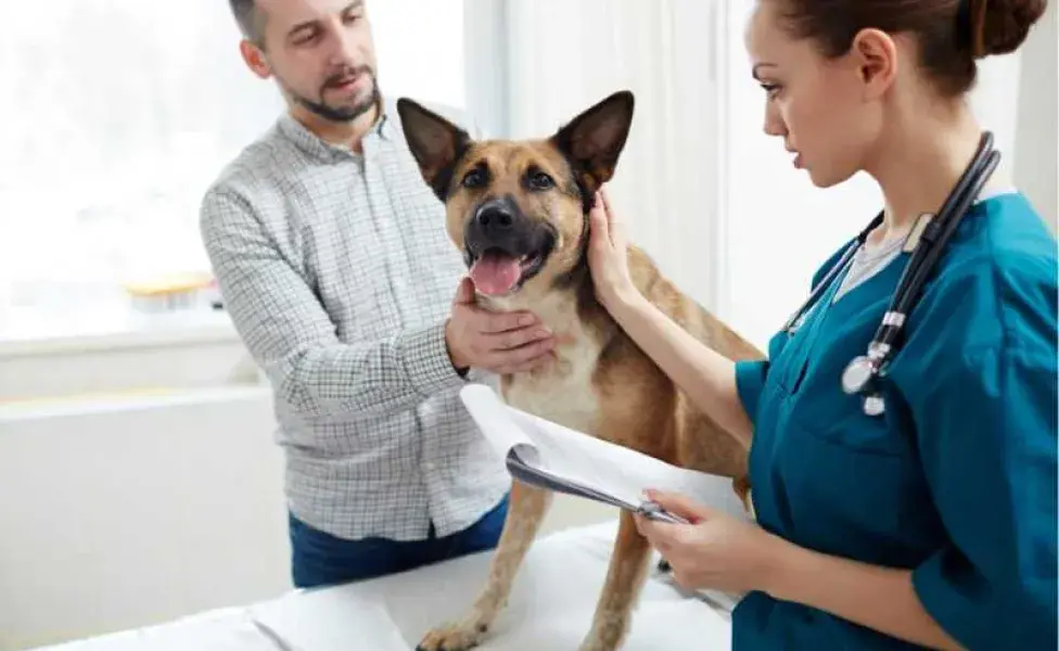 Perro en el veterinario. Foto: Envato/Pressmast