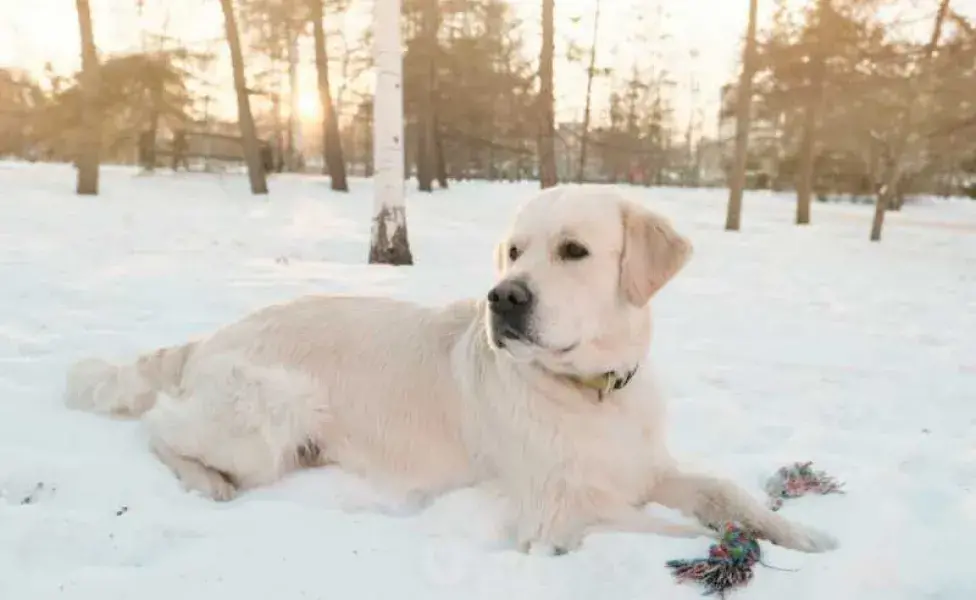 perro acostado en la nieve. Foto: Envato/friends_stock