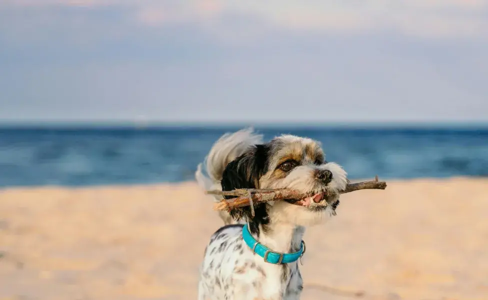 Perro jugando en la arena con una rama. Foto: Pexels/Damian Barczak