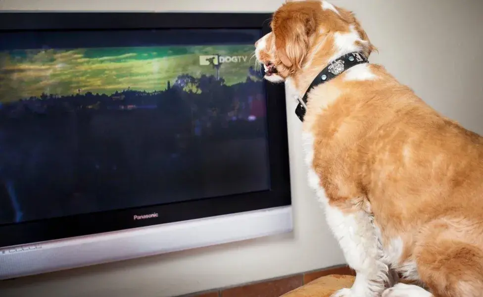 El entretenimiento televisivo para perros puede ofrecer varios beneficios, especialmente para aquellos que pasan mucho tiempo solos.