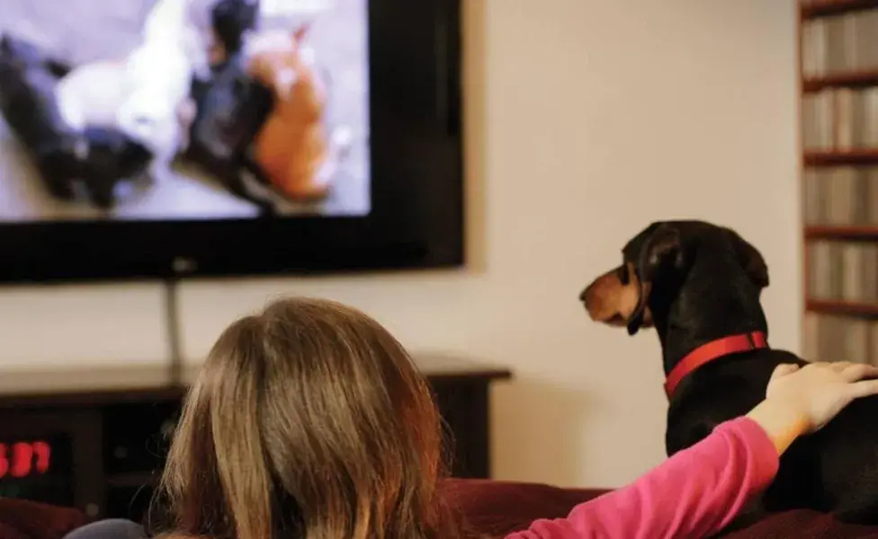 No todos los perros se sienten atraídos por la televisión