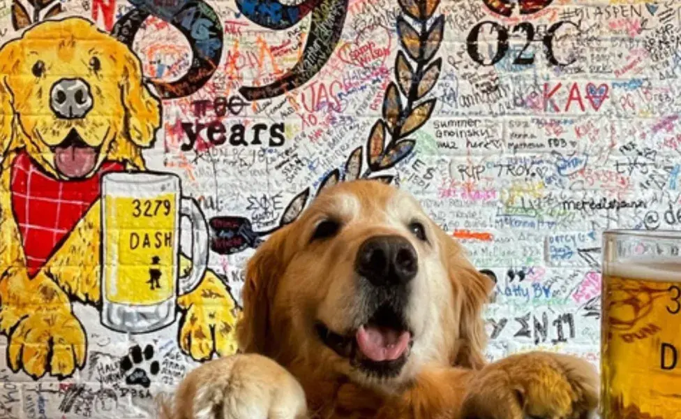 Un Golden Retriever llamado Dash se ha convertido en una sensación viral en el mundo.