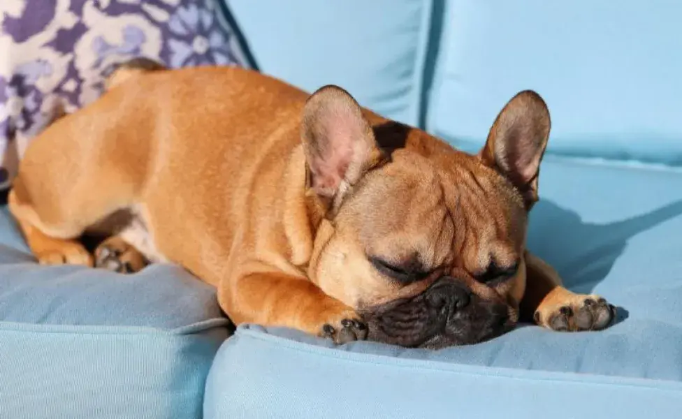 Perro dormido en un sillón. Foto: Pexels/ David Kanigan