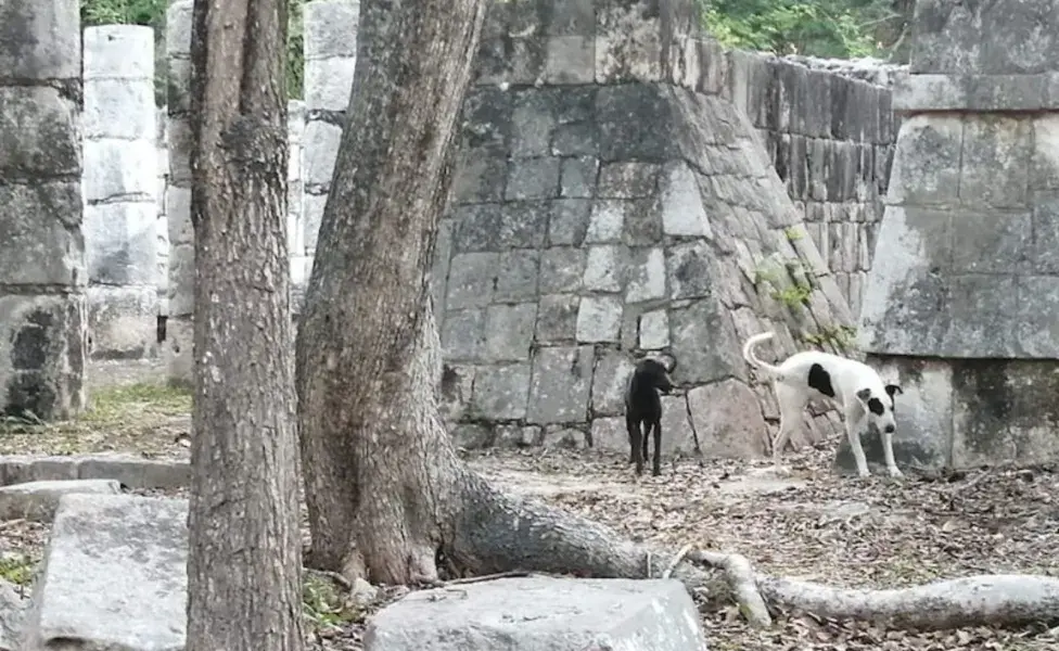 En la antigua cultura maya, los perros eran considerados guías espirituales 