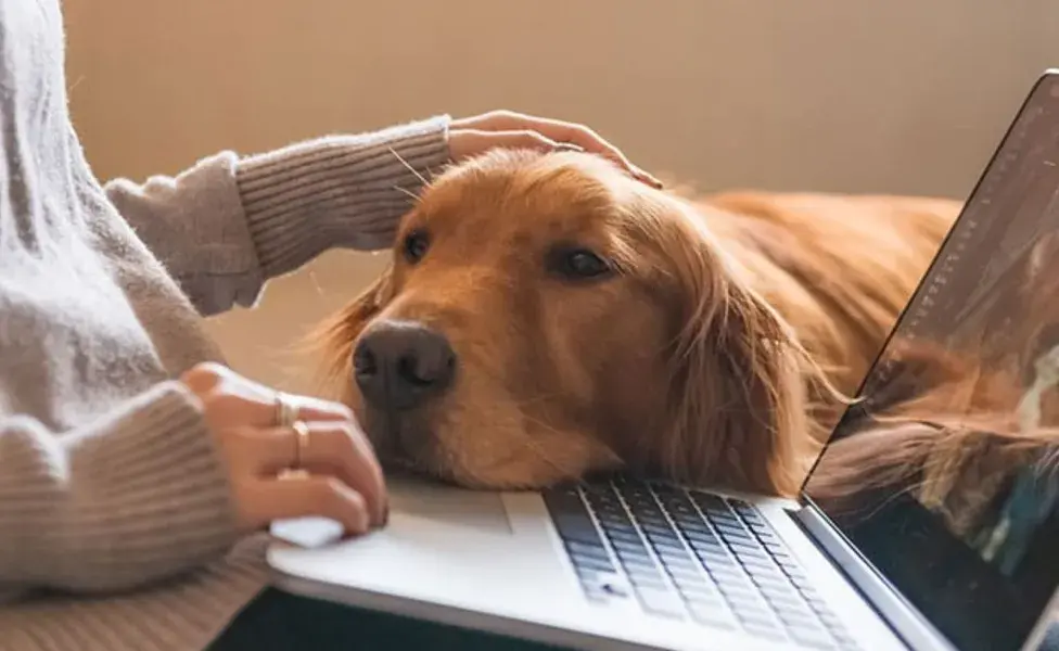 la inteligencia artificial puede ser una excelente herramienta para complementar el cuidado veterinario