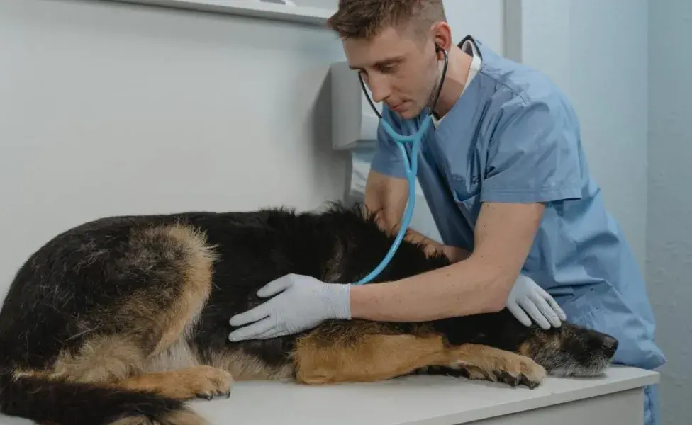 En algunos casos, los parásitos pueden ser visibles en las heces o el vómito del perro. 