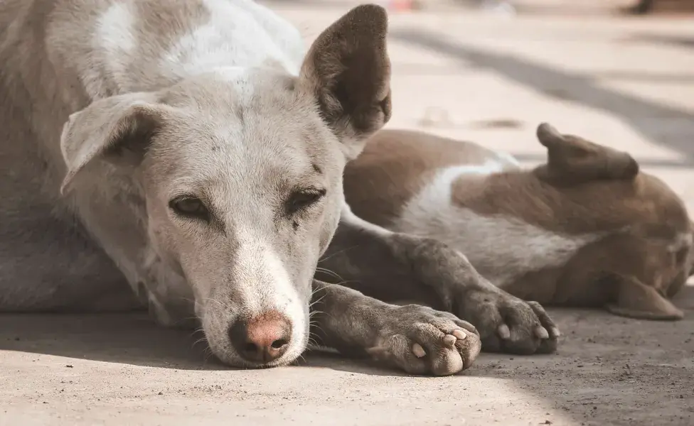 Cuidado con los mareos y náuseas en los perros. Foto: Pexels