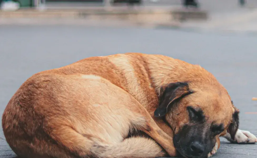 El alcohol le puede ocasionar diabetes a tu perro.