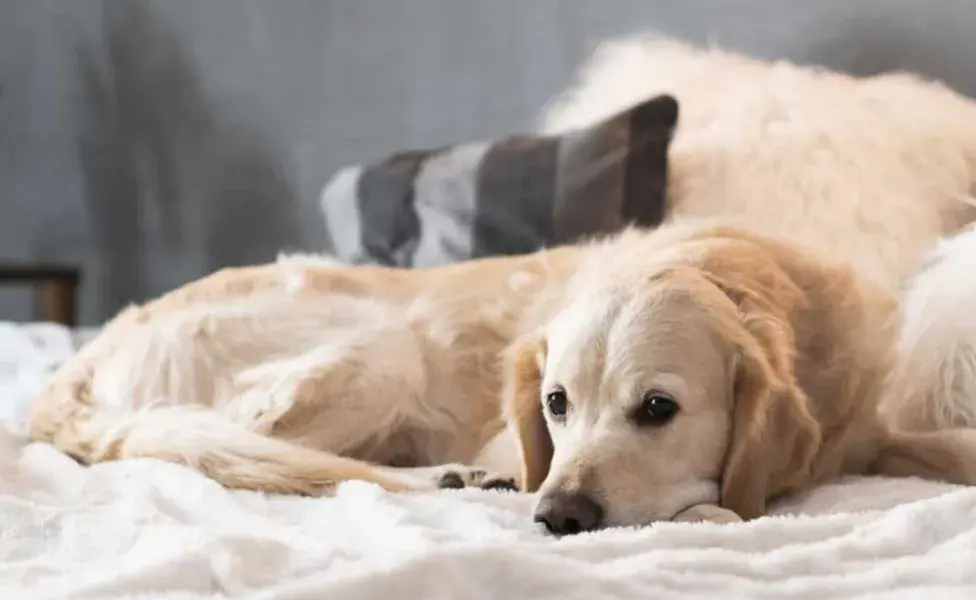 Algunas hierbas también pueden ser útiles para tratar la diarrea en perros. 