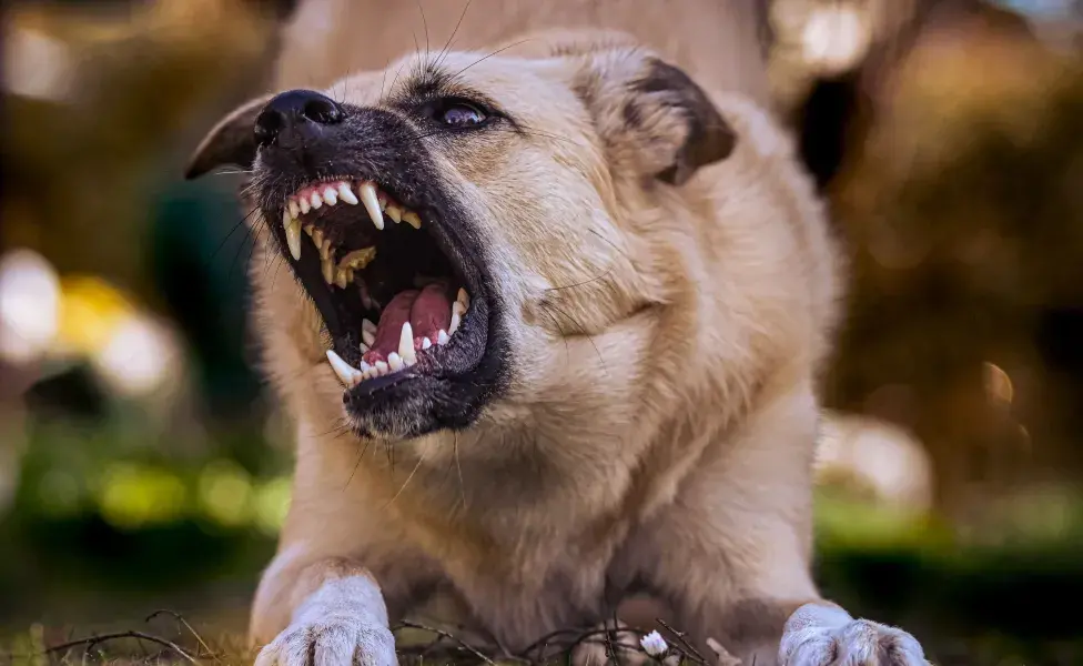 Los perros son animales sociales, y cuando se sienten atrapados o solos, su ansiedad puede intensificarse