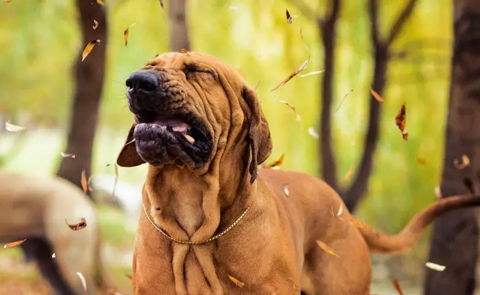 el estornudo inverso es una inhalación enérgica que puede parecer que el perro está teniendo dificultades para respirar