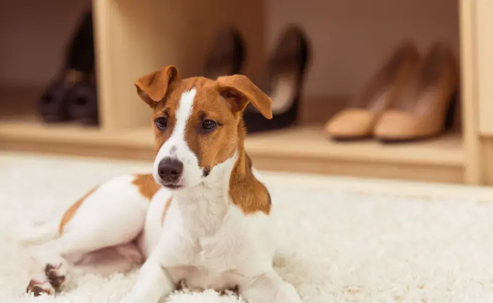 Para ayudar a un perro con hipo, se pueden implementar algunos métodos caseros. 