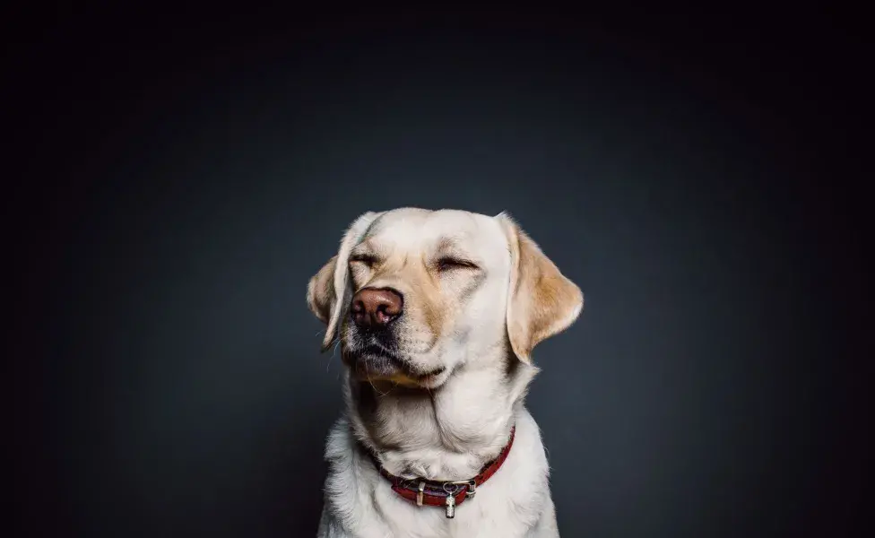 Los perros son animales sociales que disfrutan de la compañía humana y de otros animales. 