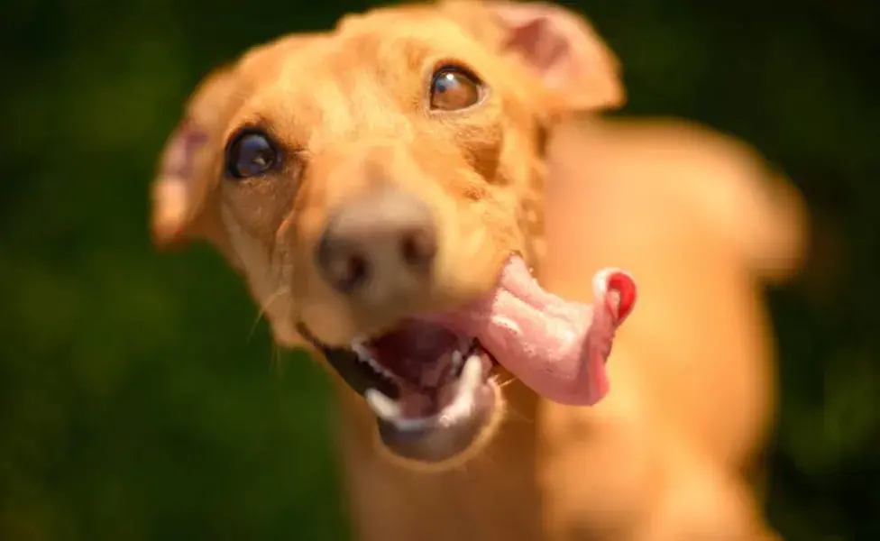 Es normal que un perro saque la lengua mientras duerme o está muy relajado