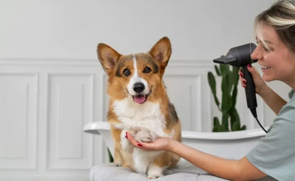 Los perros tienen un patrón de pasos único.