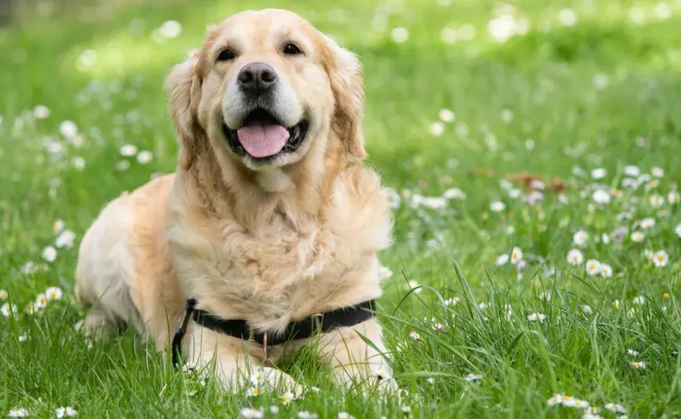 Para calmar los ladridos de tu perro, es crucial identificar la causa subyacente.