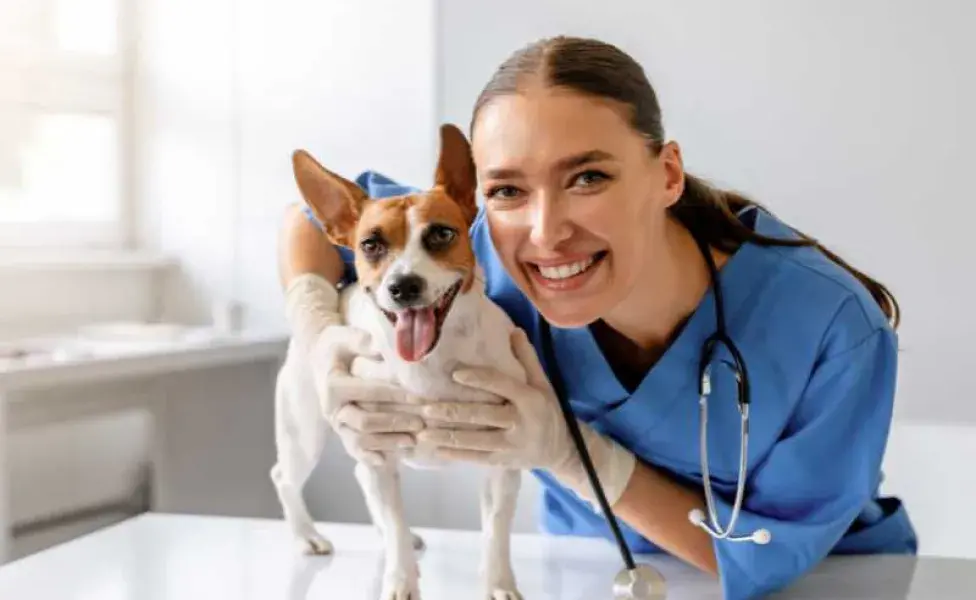 perro feliz en el veterinario. Foto: Envato/Prostock-studio