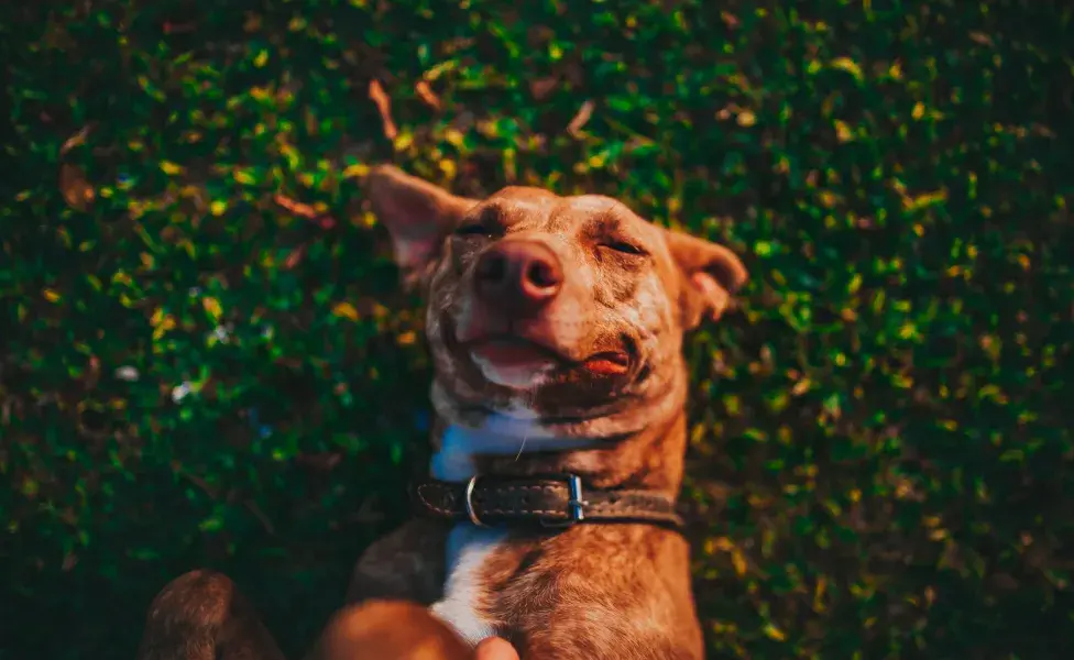 Un perro sano respira entre 10 y 35 veces por minuto cuando está en reposo