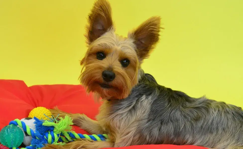 Los perros prestan más atención a la textura de las cosas que la forma.