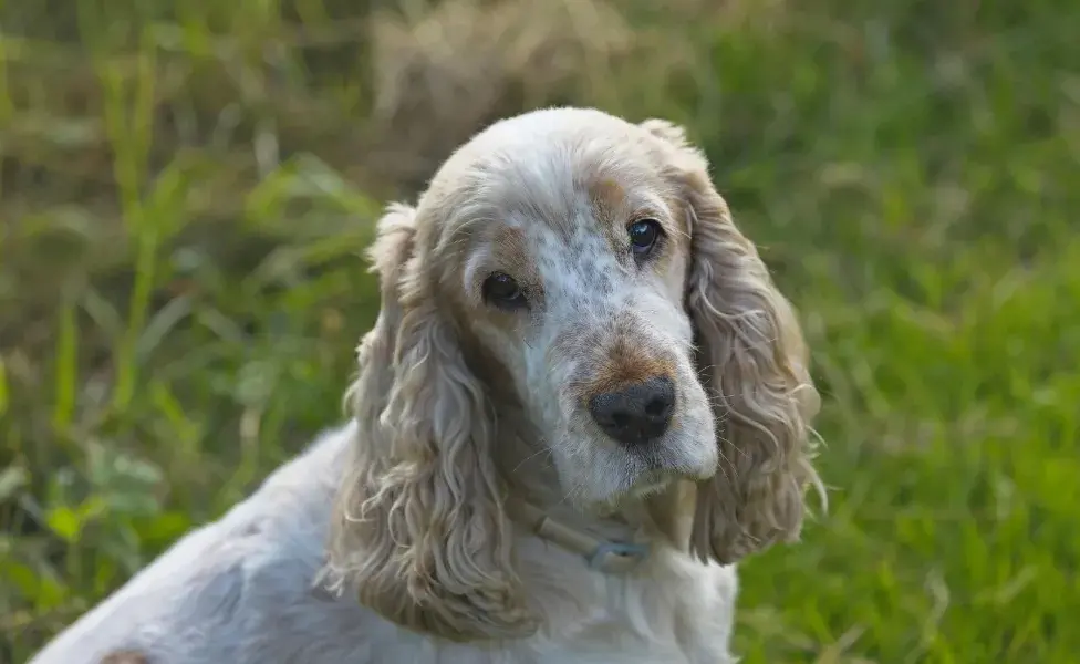 Los perros geriátricos necesitan mejor alimento y menos actividad física.