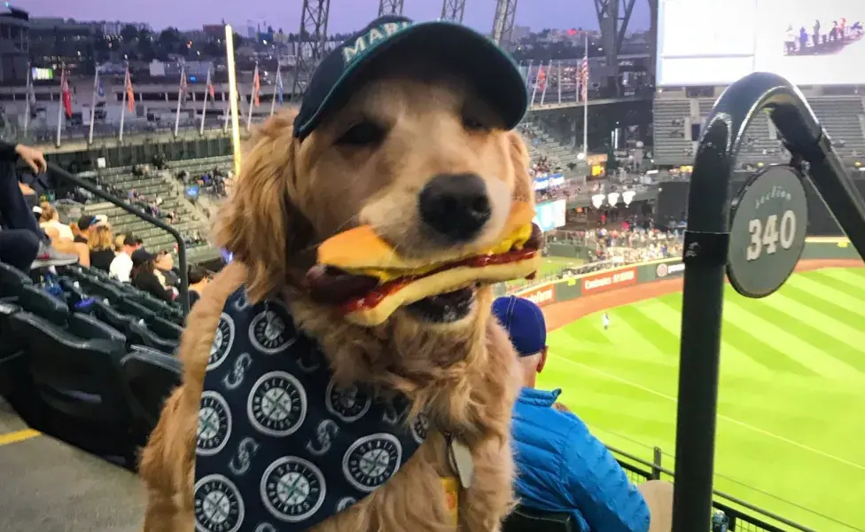 La escena se desarrolló durante un evento especial conocido como Bark in the Park.