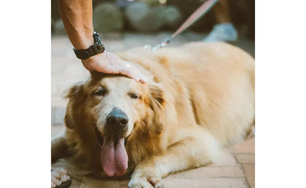 Perro Golden siendo acariciado. Foto: Pexels/Alice Castro