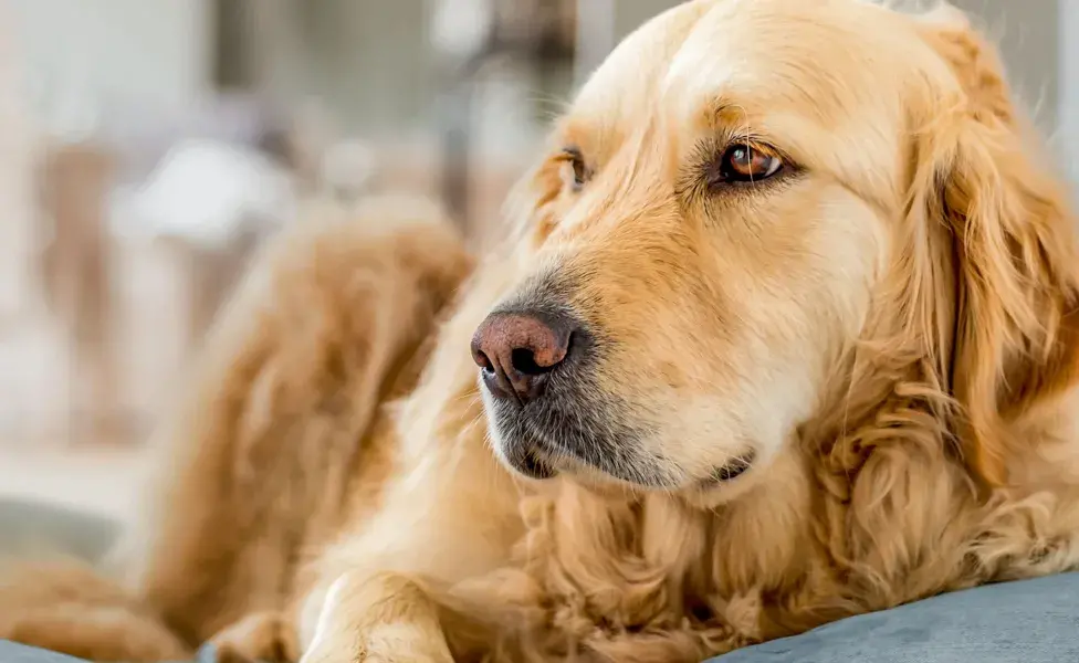 Al seleccionar alimentos comerciales para tu perro, revisa siempre las etiquetas.